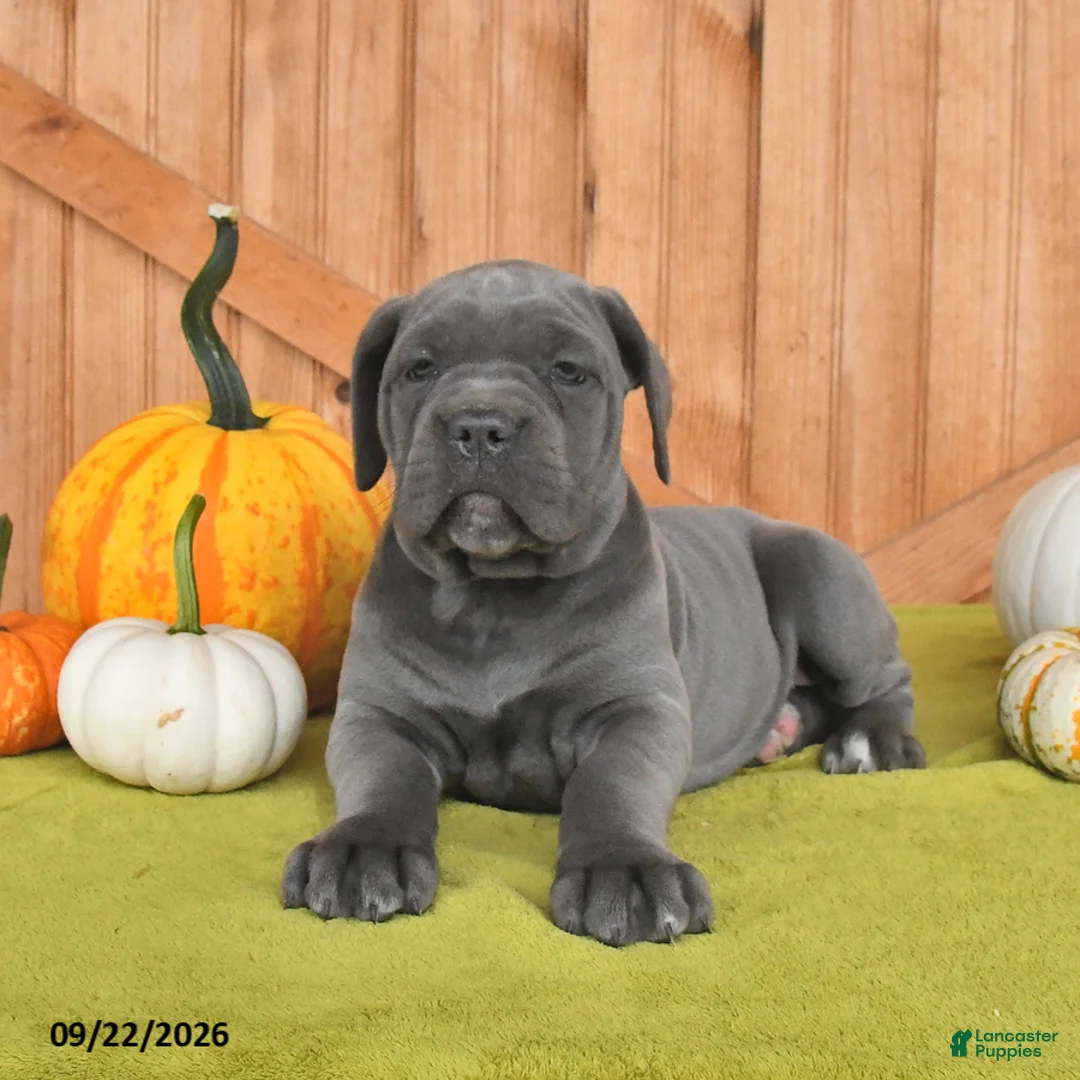 Cane Corso dogs for sale: Clementine - Ad 1