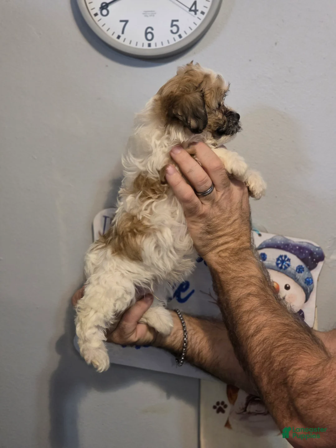 Teddy Bear dogs for sale: Teddy  - Ad 3