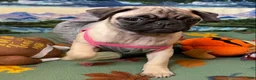 Pug dogs for sale: Luna - Ad 3