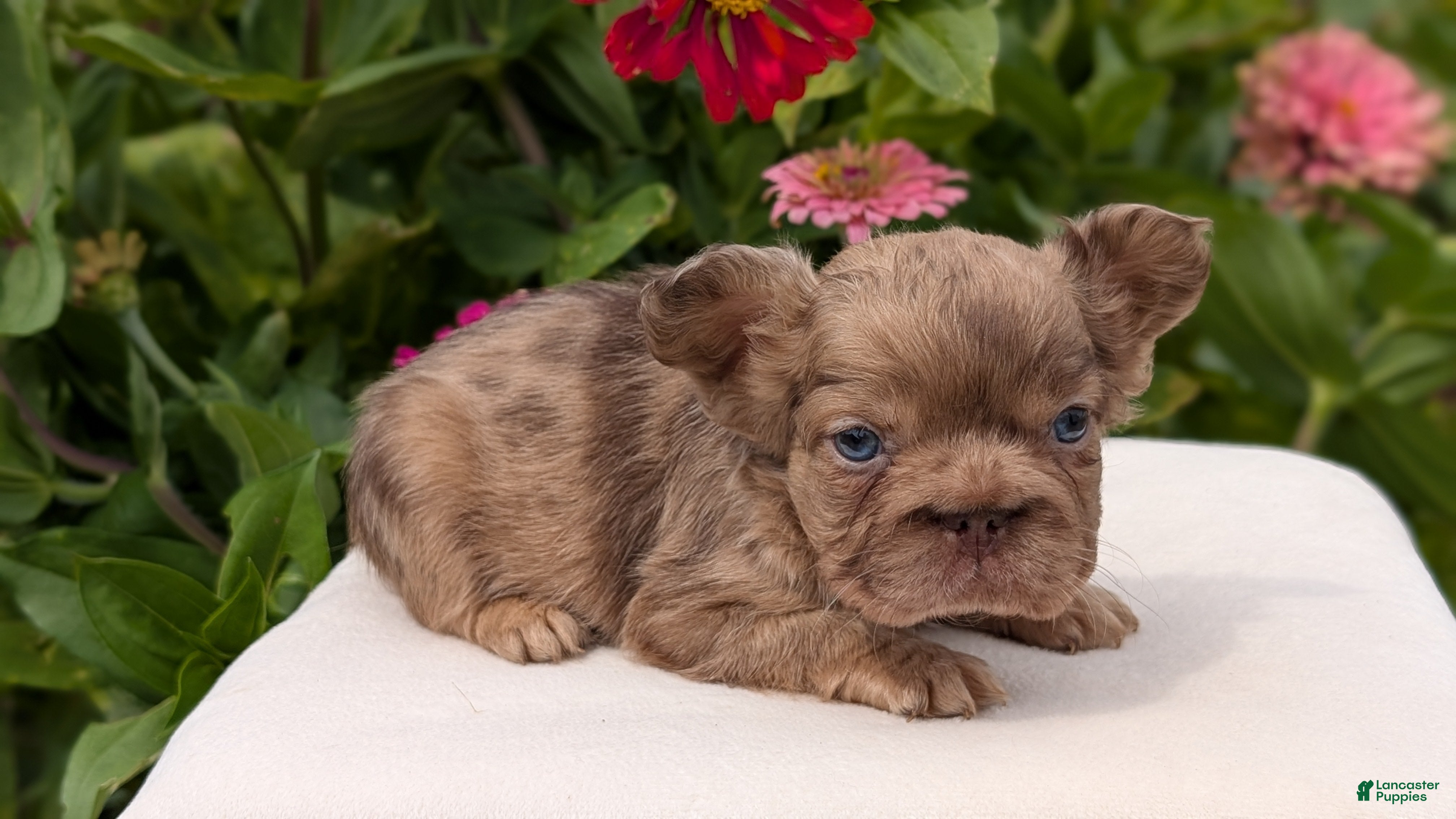 French Bulldog dogs Simba - Ad 2
