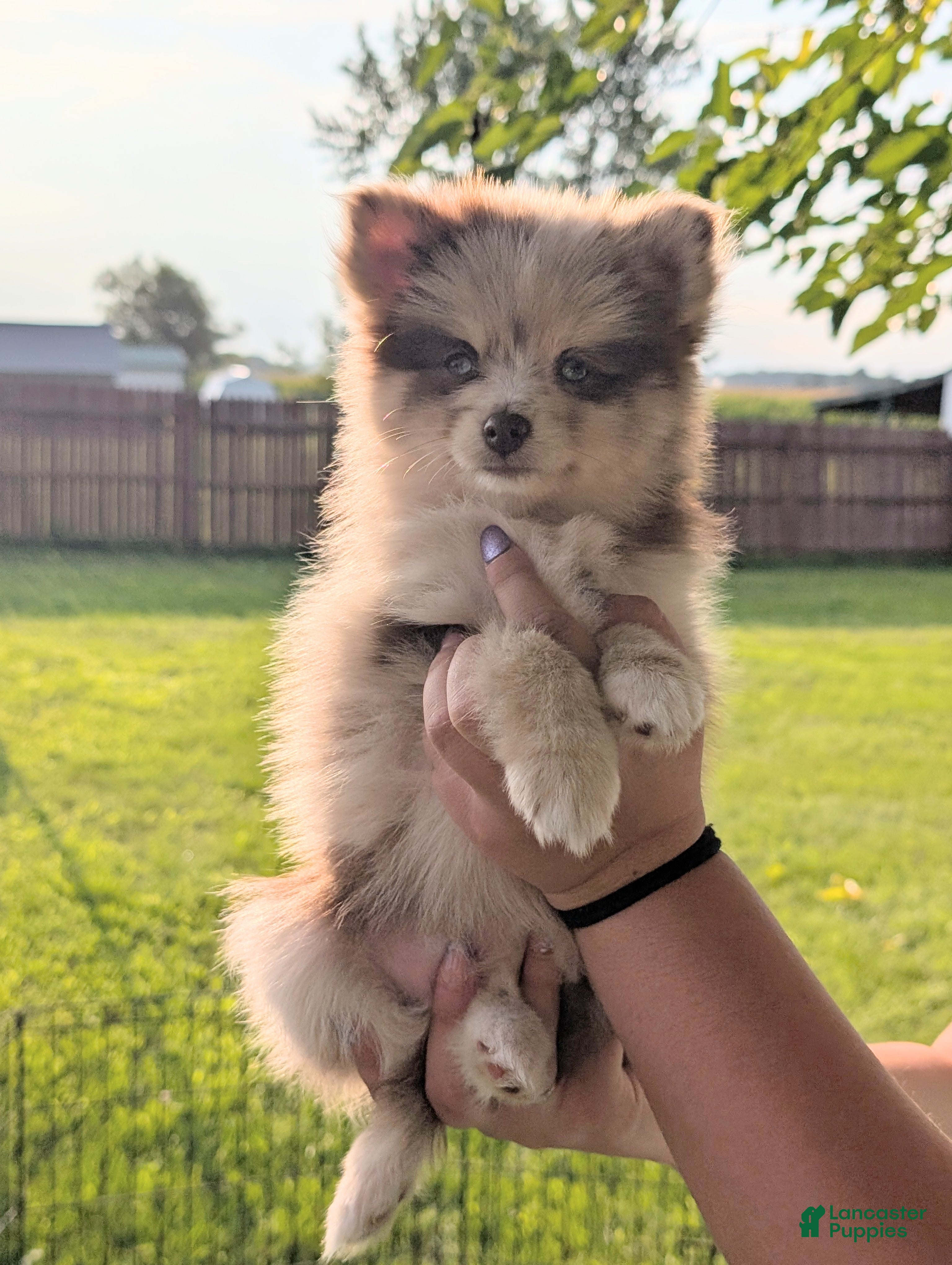 Pomsky dogs Tally  - Ad 21
