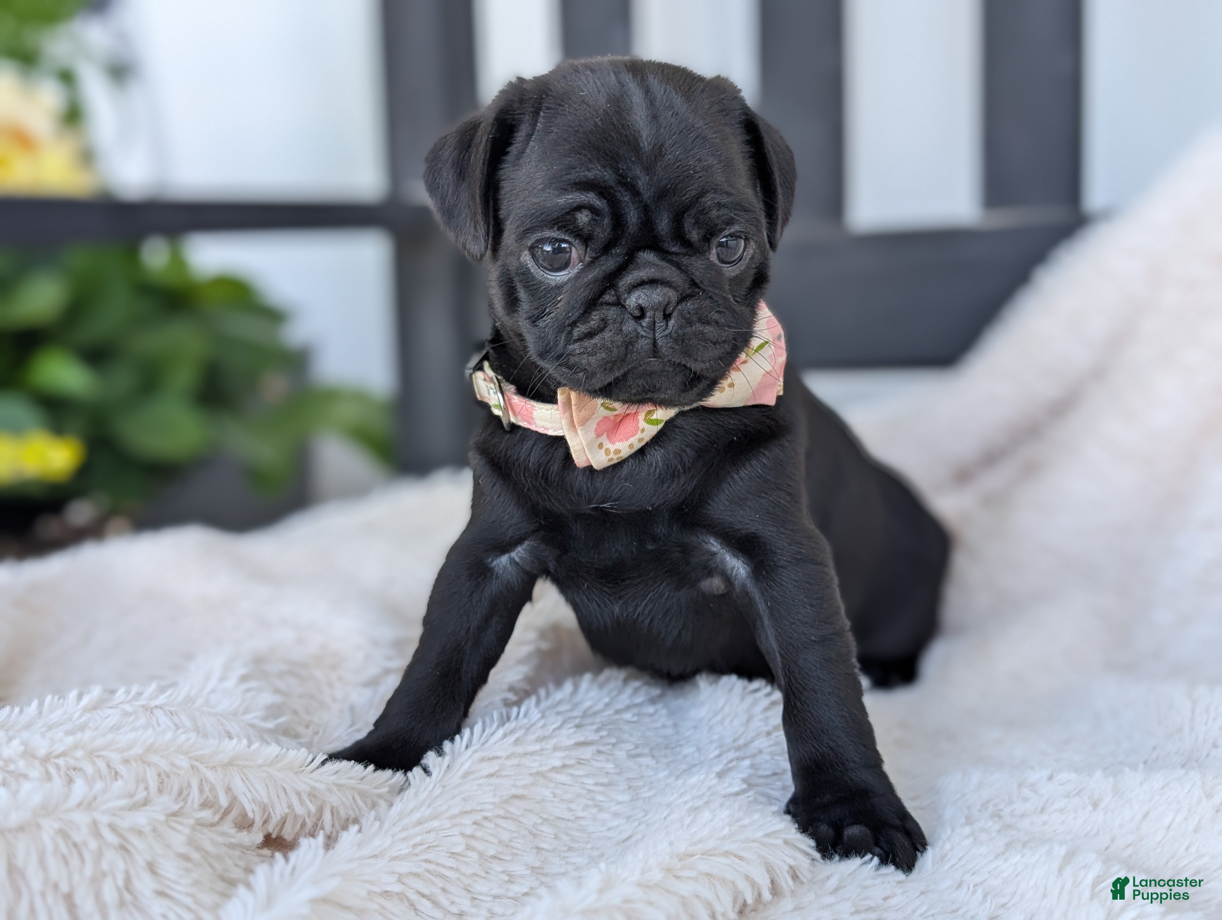 Pug dogs for sale: Tori - Ad 3