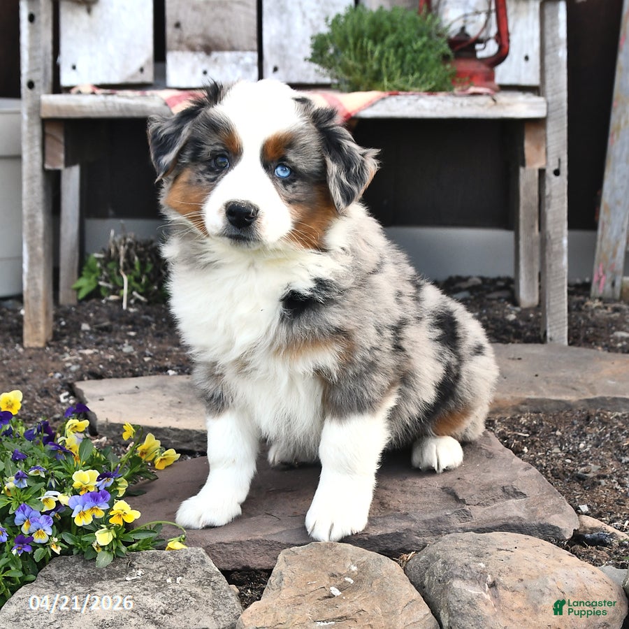 Australian Shepherd dogs Beau - Ad 1