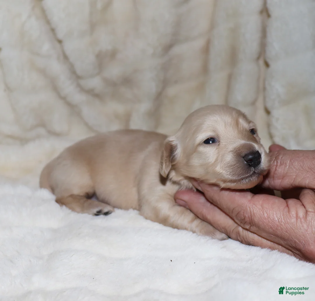 Dachshund dogs for sale: Ivory - Ad 6