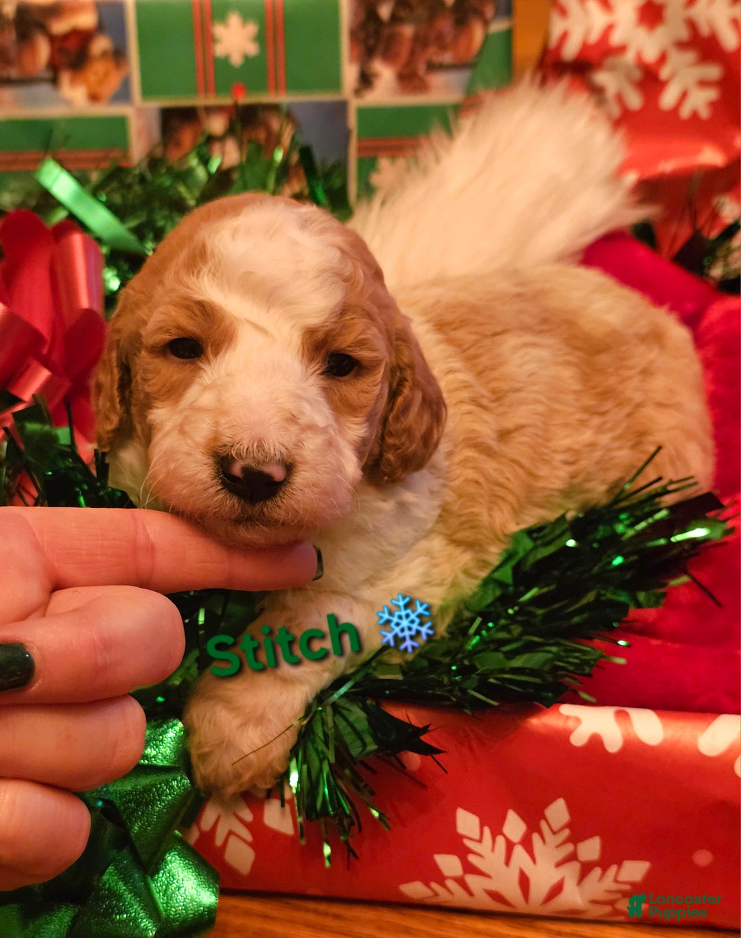Goldendoodle dogs for sale: Stitch - Ad 1