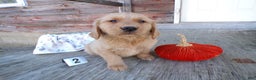 Golden Retriever dogs for sale: Golden Retriever Puppy 2 Mars - Ad 1