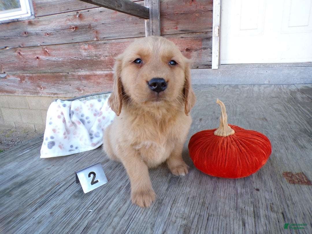 Golden Retriever dogs for sale: Golden Retriever Puppy 2 Mars - Ad 1
