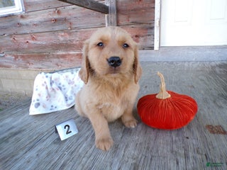 Golden Retriever dogs Golden Retriever Puppy 2 Mars - Ad 19