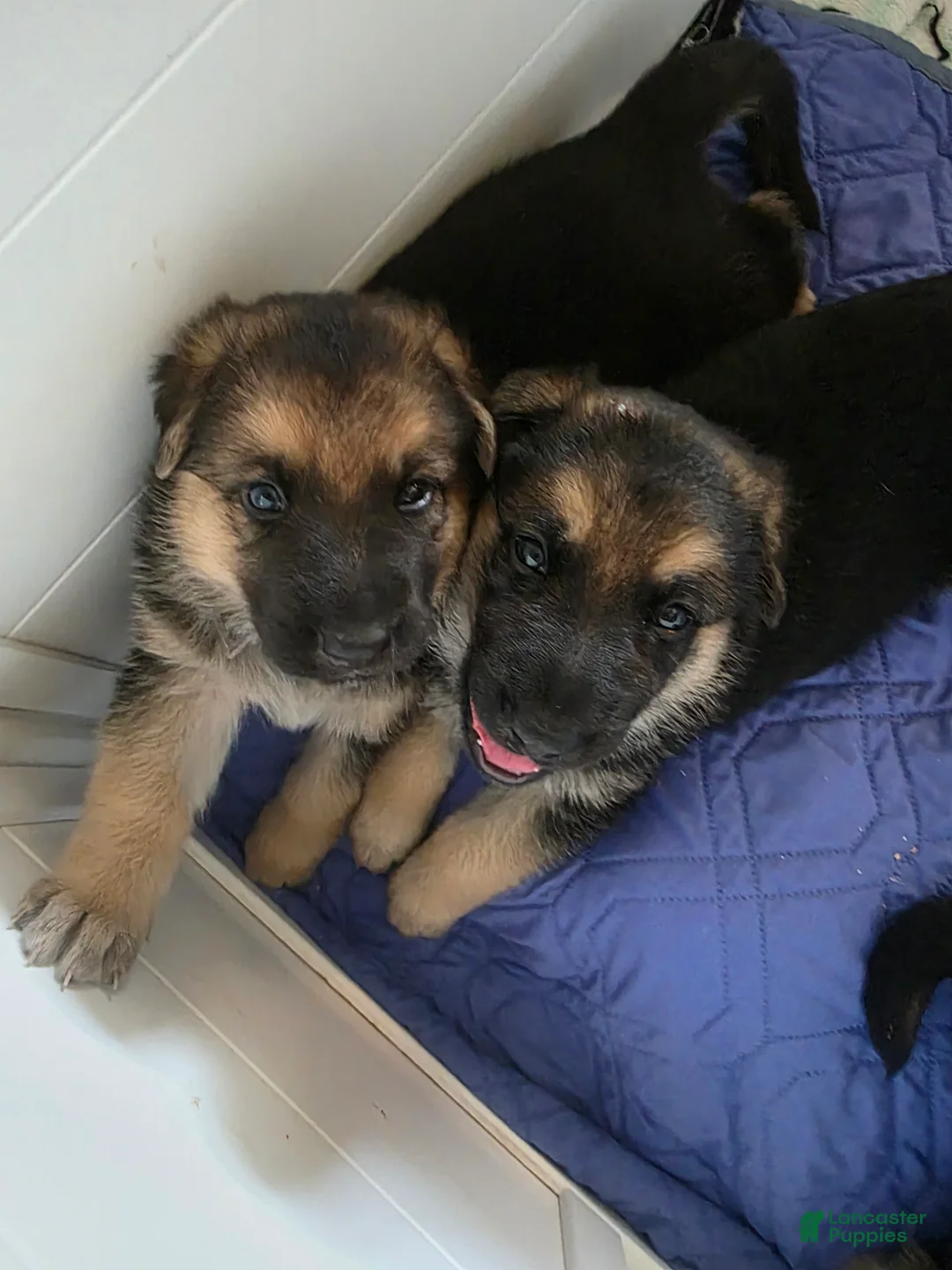 German Shepherd dogs for sale: German Shepherd Puppy 4 - Ad 6