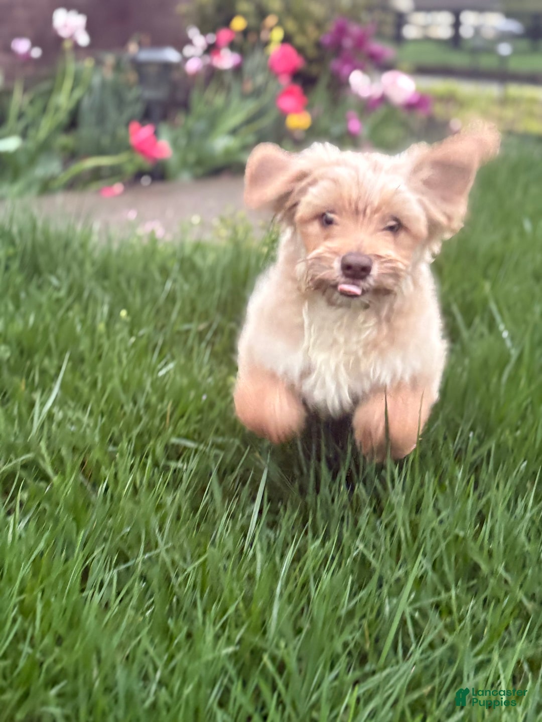 Maltipoo dogs for sale: Mr Rollie - Ad 11