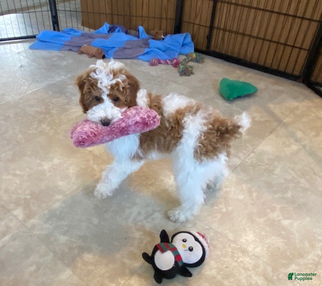 Miniature Poodle dogs Buttons - Ad 1