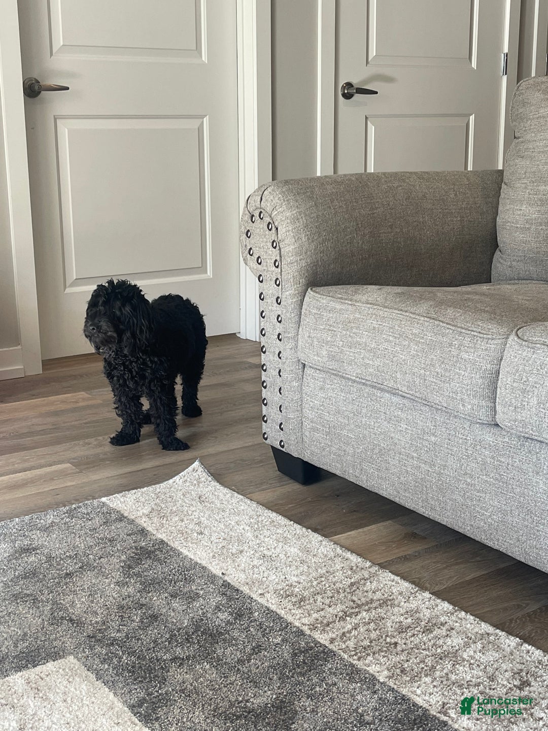 Cockapoo dogs for sale: Blu  - Ad 4