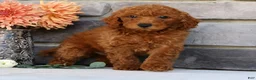 Miniature Poodle dogs for sale: Neo - Ad 3
