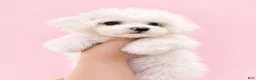 Maltese dogs for sale: Dolly - Ad 4