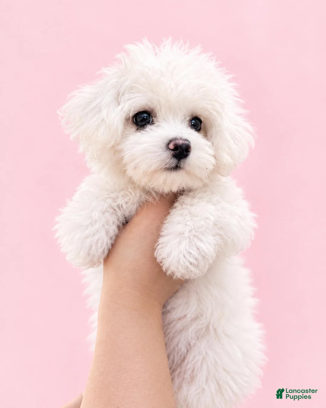 Maltese dogs for sale: Dolly - Ad 4