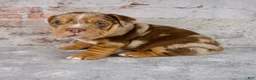 Beabull dogs for sale: Grant - Ad 5