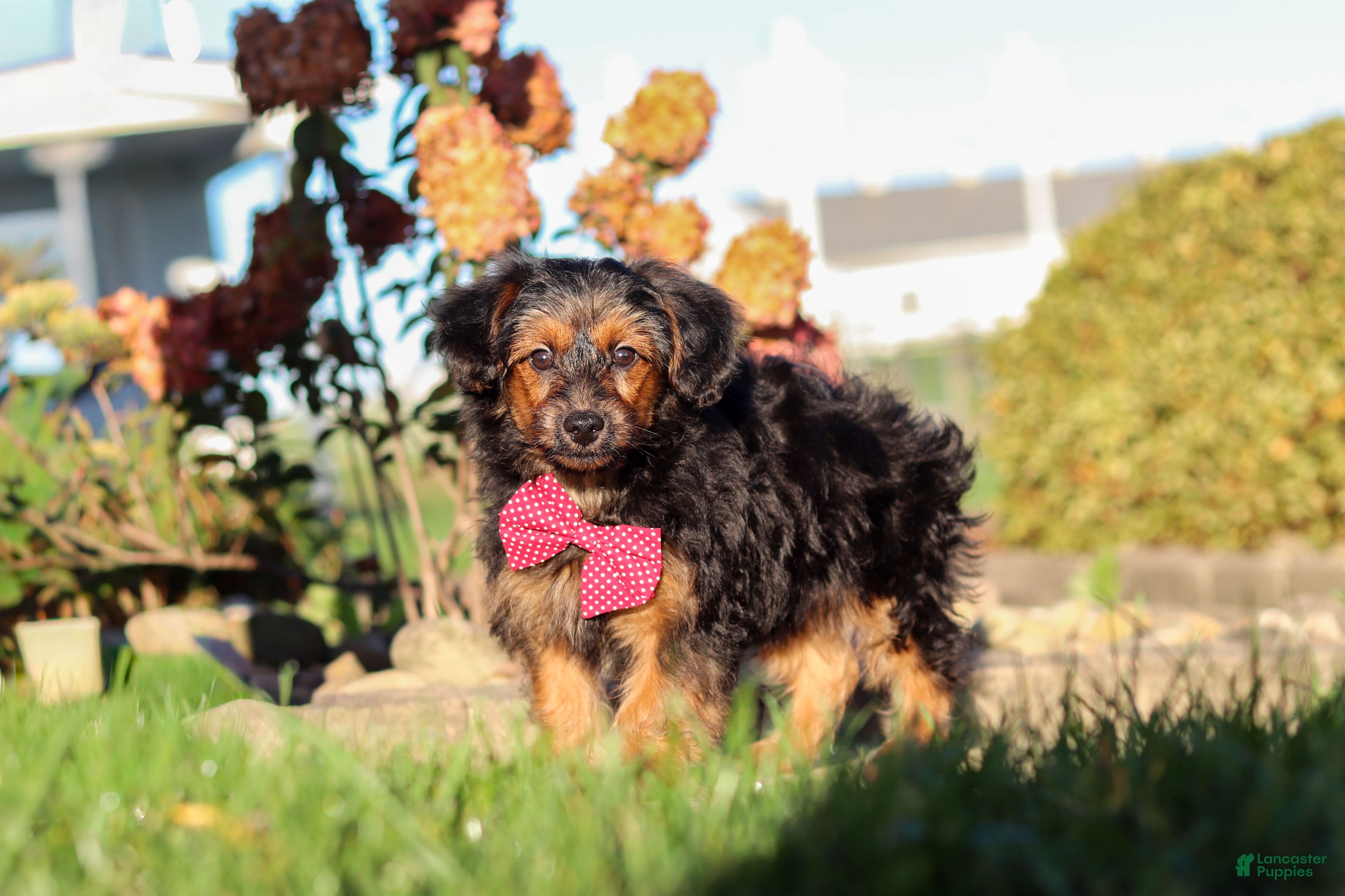 Yorkiepoo dogs Patter - Ad 2
