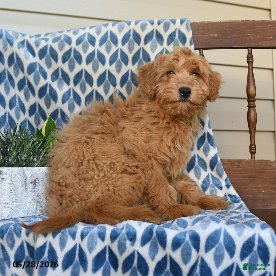 Mini Goldendoodle dogs Flora   - Ad 2