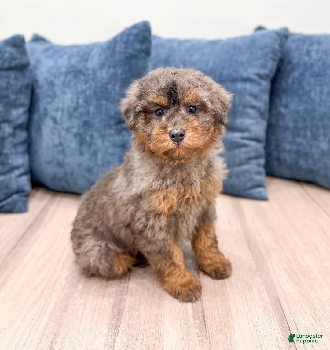 Miniature Poodle dogs for sale: Cookie - Ad 3