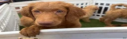 Goldendoodle dogs for sale: Deuce - Ad 10