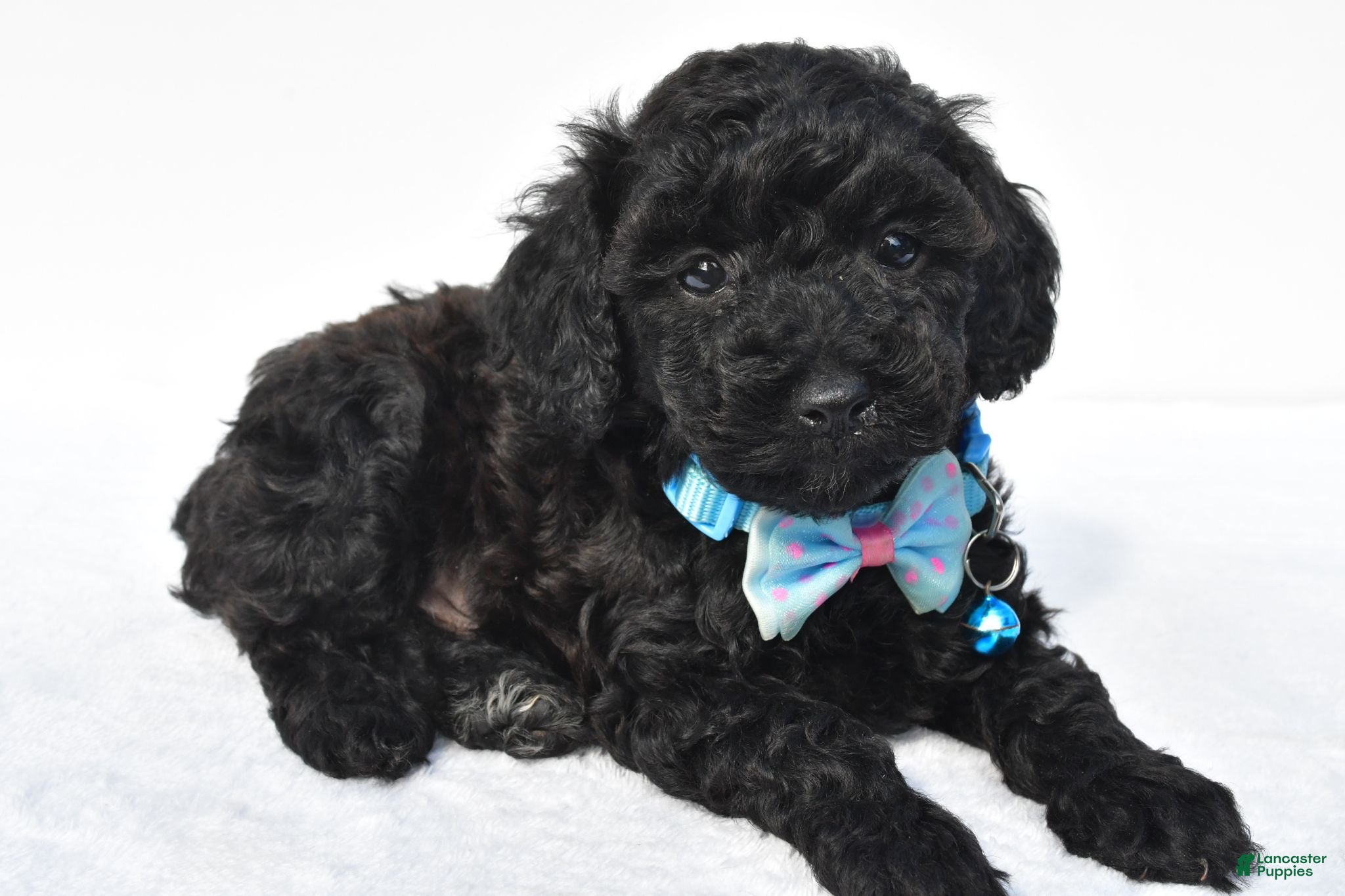 Toy Poodle dogs Parker - Ad 2