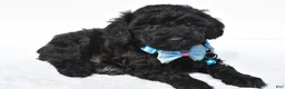 Toy Poodle dogs for sale: Parker - Ad 2