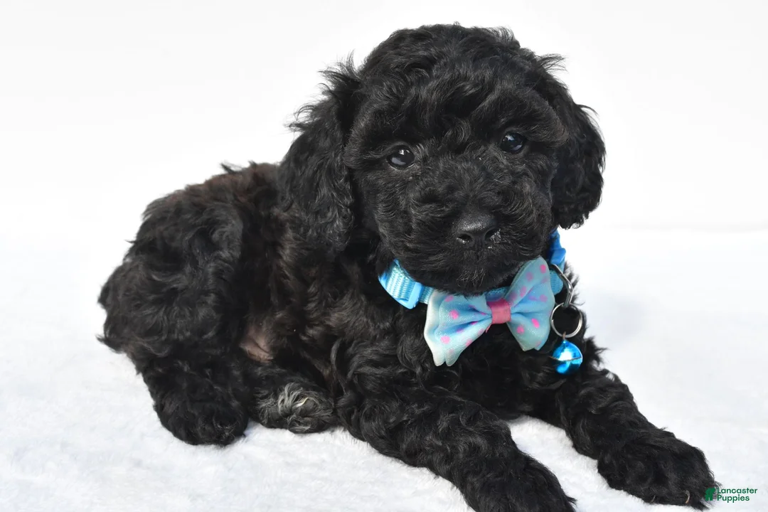 Toy Poodle dogs for sale: Parker - Ad 2