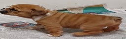 English Bulldog dogs for sale: Frankie - Ad 12