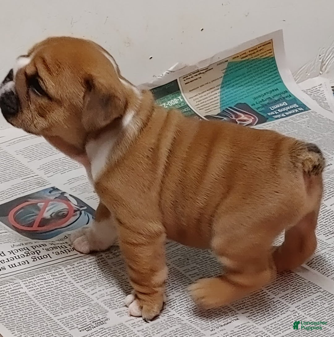 English Bulldog dogs for sale: Frankie - Ad 12
