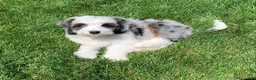 Mini Bernedoodle dogs for sale: Lola - Ad 6
