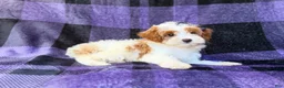 Cavapoo dogs for sale: Sugar - Ad 7
