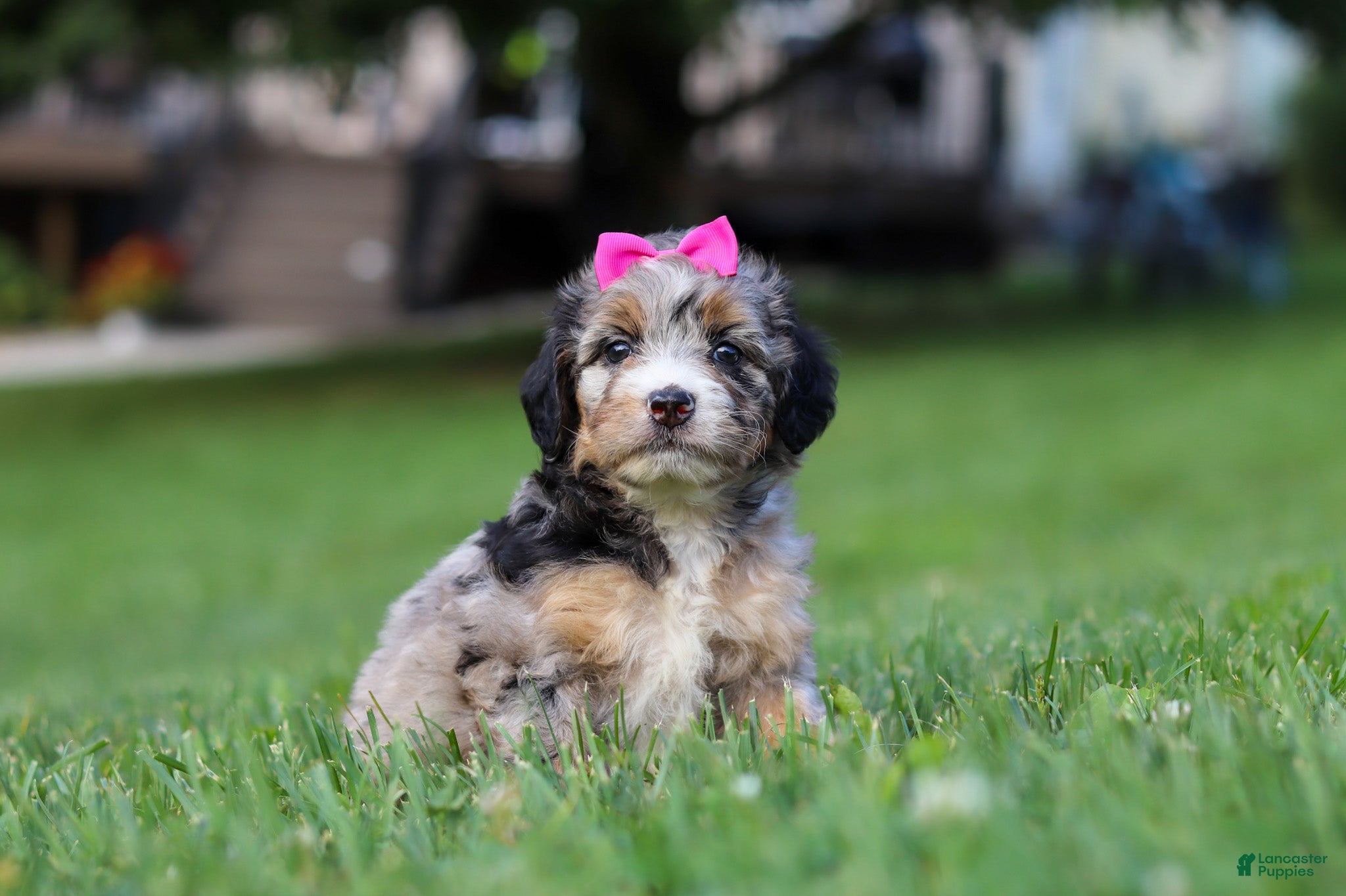 Mini Bernedoodle dogs Starfire - Ad 1