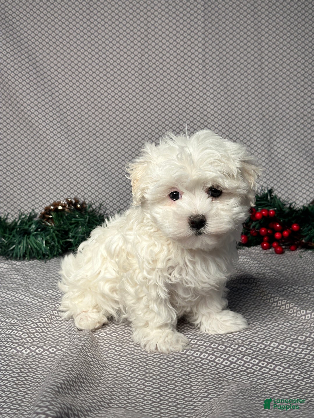 Maltese dogs for sale: Archie - Ad 5