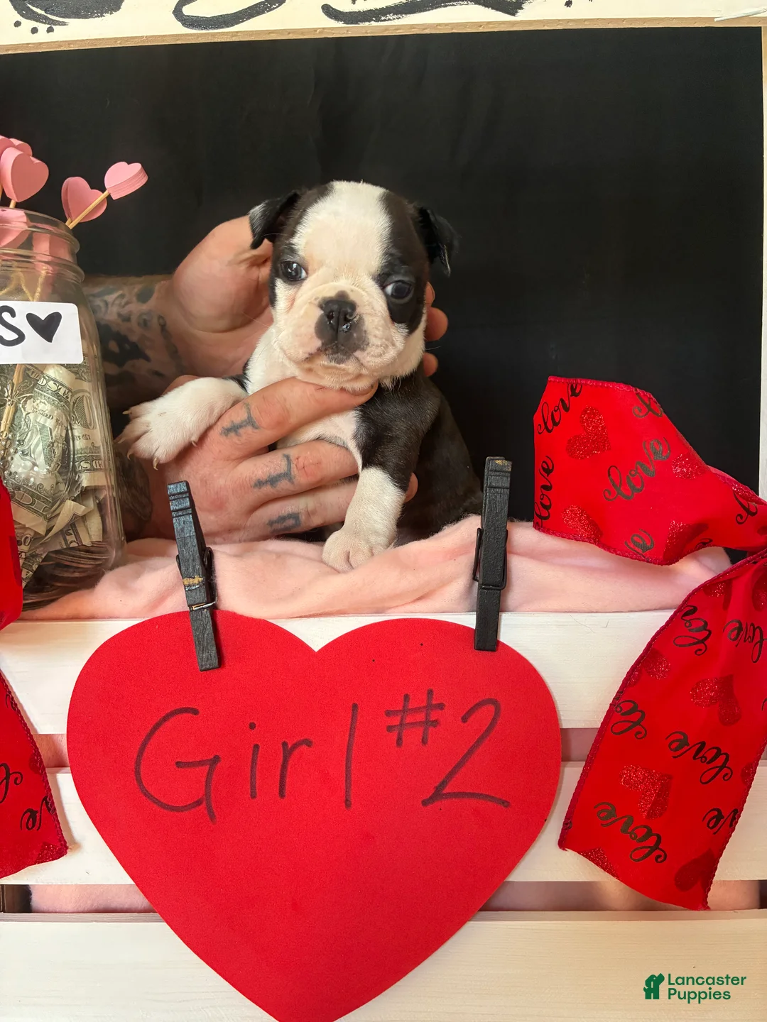 Boston Terrier dogs for sale: Boston Terrier Puppy 4 - Ad 11