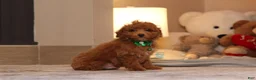 Miniature Poodle dogs for sale: Vince(AKC) - Ad 3