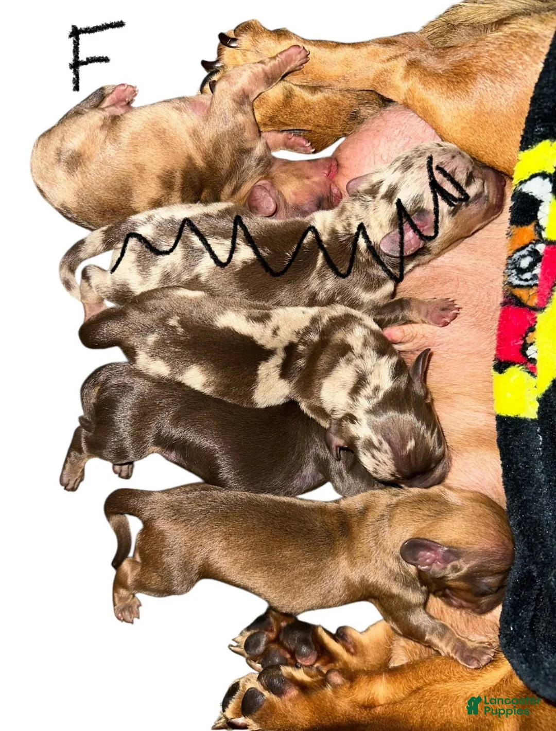 Miniature Dachshund dogs for sale: Red Dapple Girl - Ad 2