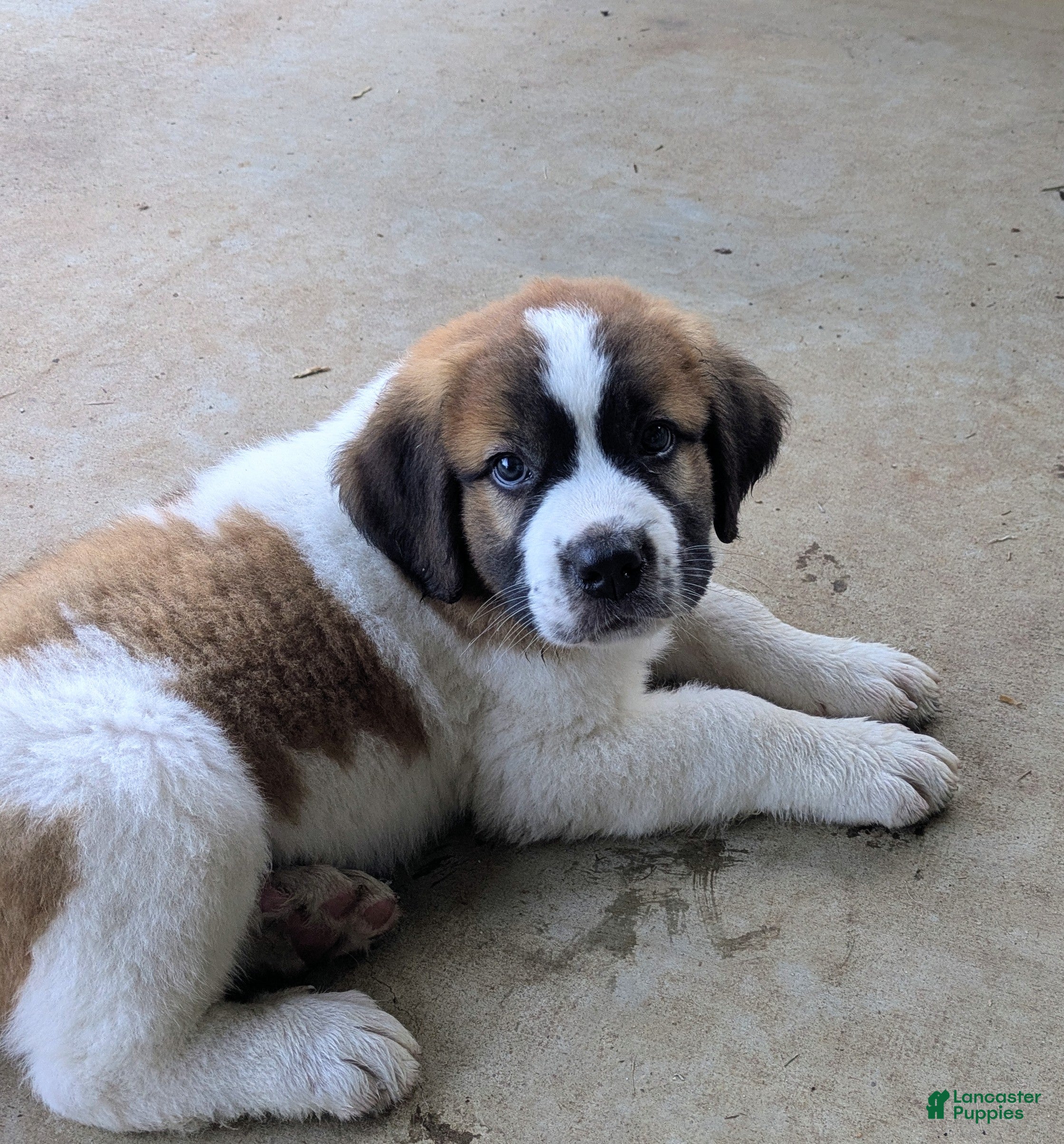 Mixed Breed dogs Saint Bernard Pyrenees mix Puppy 3 - Ad 28