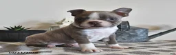 Boston Terrier dogs for sale: Cindy  - Ad 3