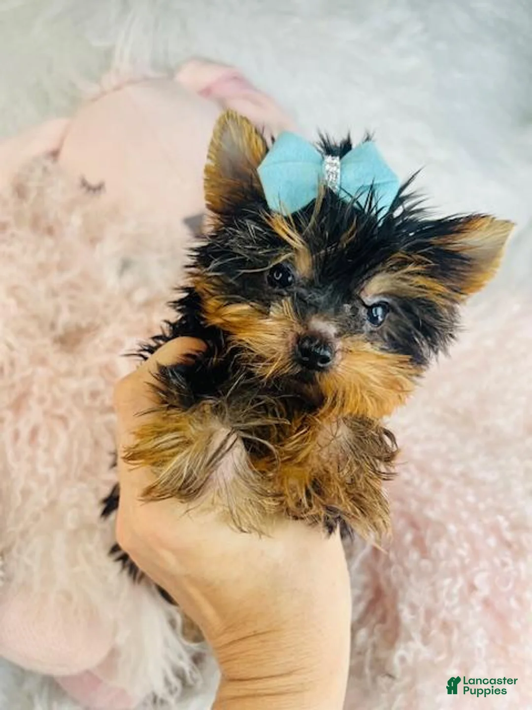 Yorkshire Terrier dogs for sale: Yorkshire Terrier Puppy 1 - Ad 4