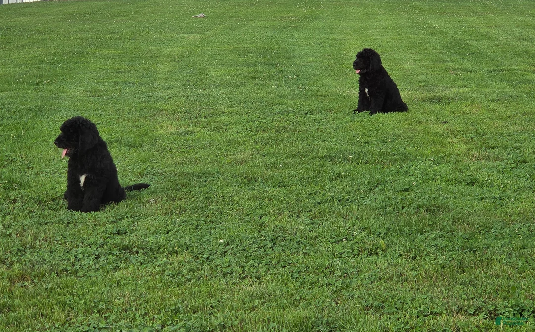 Bernedoodle dogs for sale: Mikey  - Ad 2