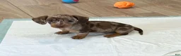 Miniature Dachshund dogs for sale: Miniature Dachshund Puppy 2 - Ad 1