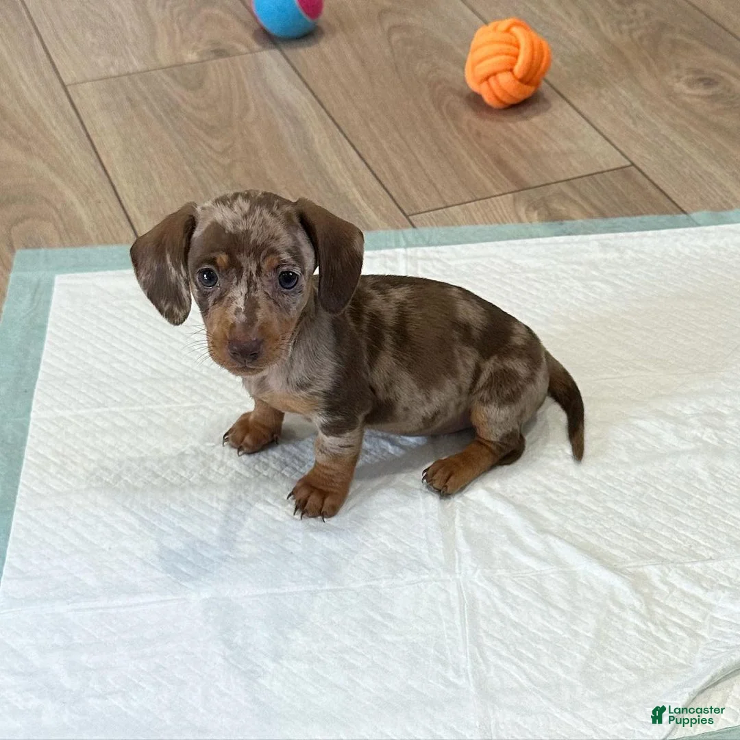 Miniature Dachshund dogs for sale: Miniature Dachshund Puppy 2 - Ad 1