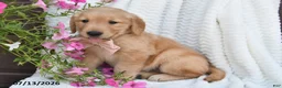 Golden Retriever dogs for sale: Champ - Ad 5