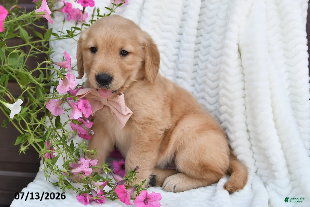 Golden Retriever dogs for sale: Champ - Ad 5