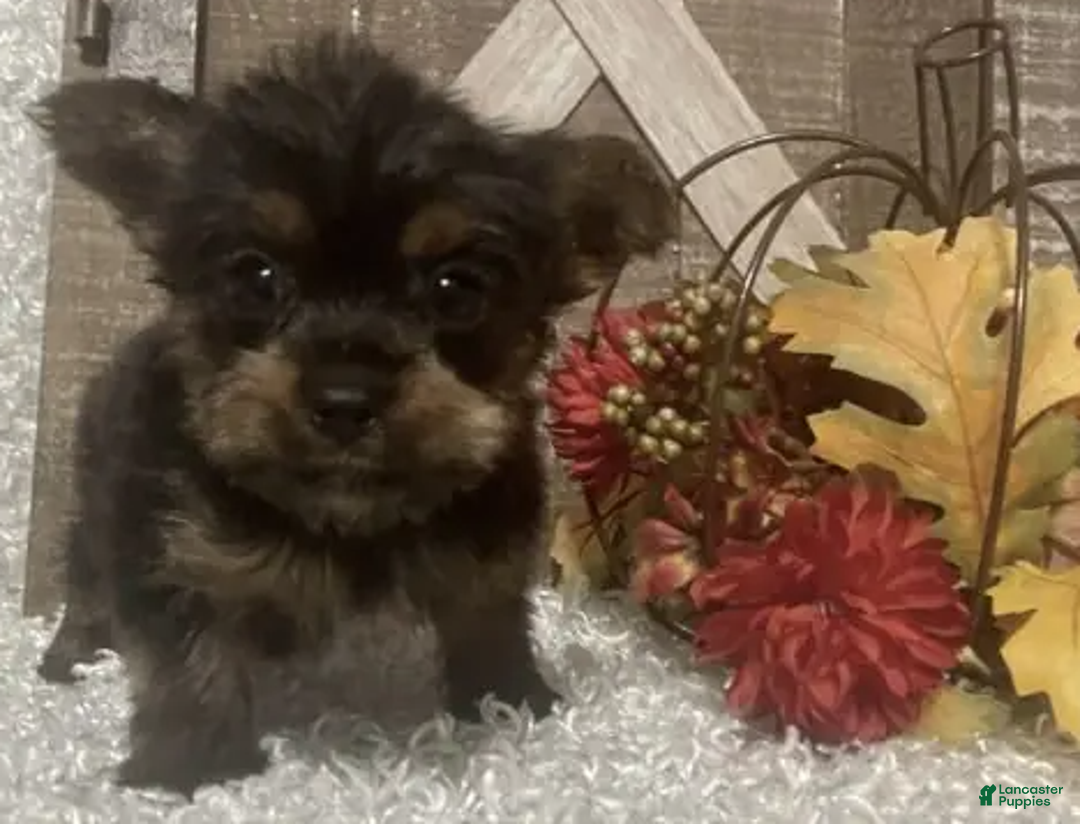 Yorkshire Terrier dogs for sale: Snoop - Ad 2