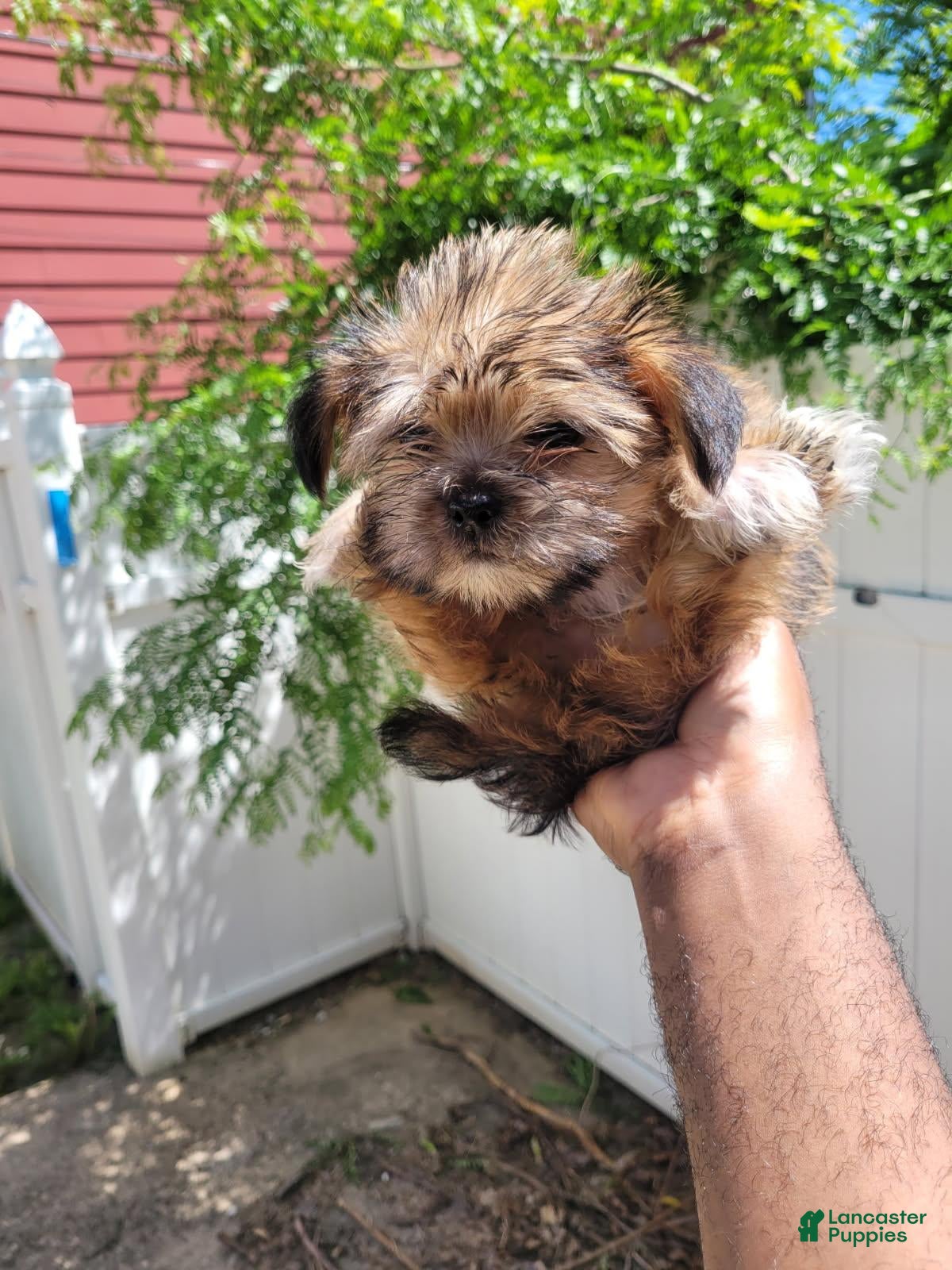 Yorkshire Terrier dogs Cheesecake - Ad 1