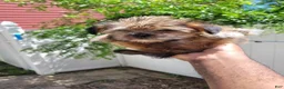 Yorkshire Terrier dogs for sale: Cheesecake - Ad 1