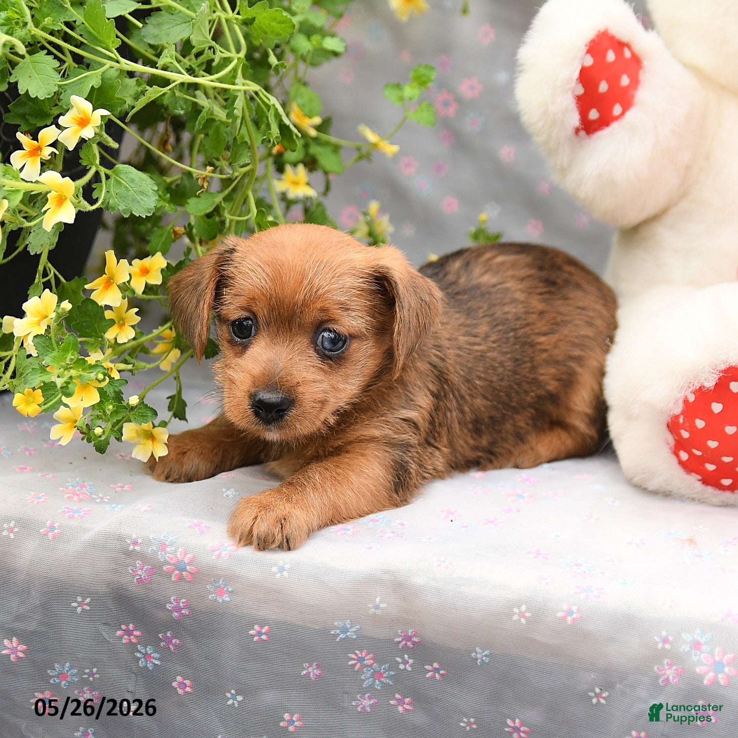 Dorkie dogs Pepper - Ad 2