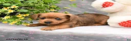 Dorkie dogs for sale: Pepper - Ad 2