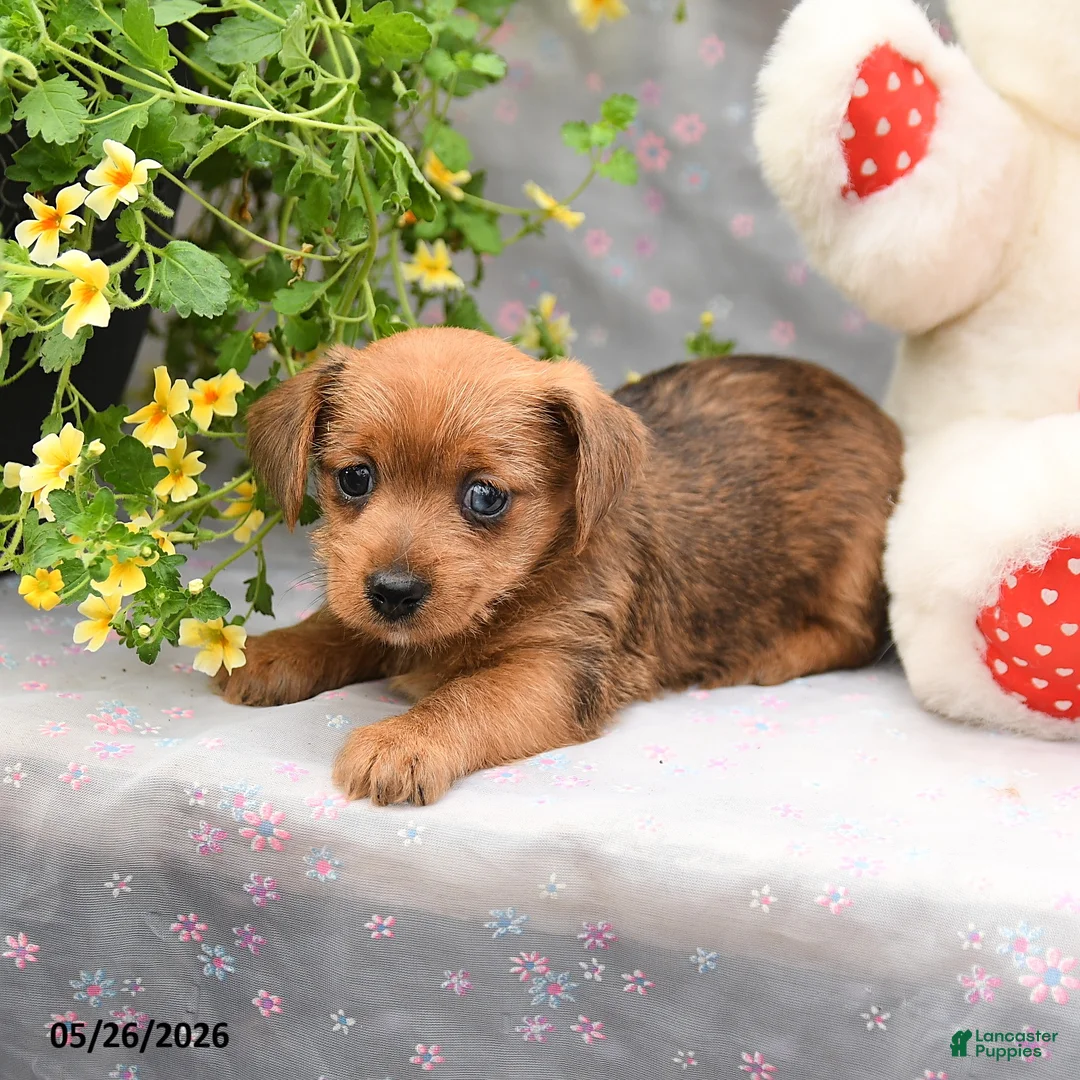 Dorkie dogs for sale: Pepper - Ad 2